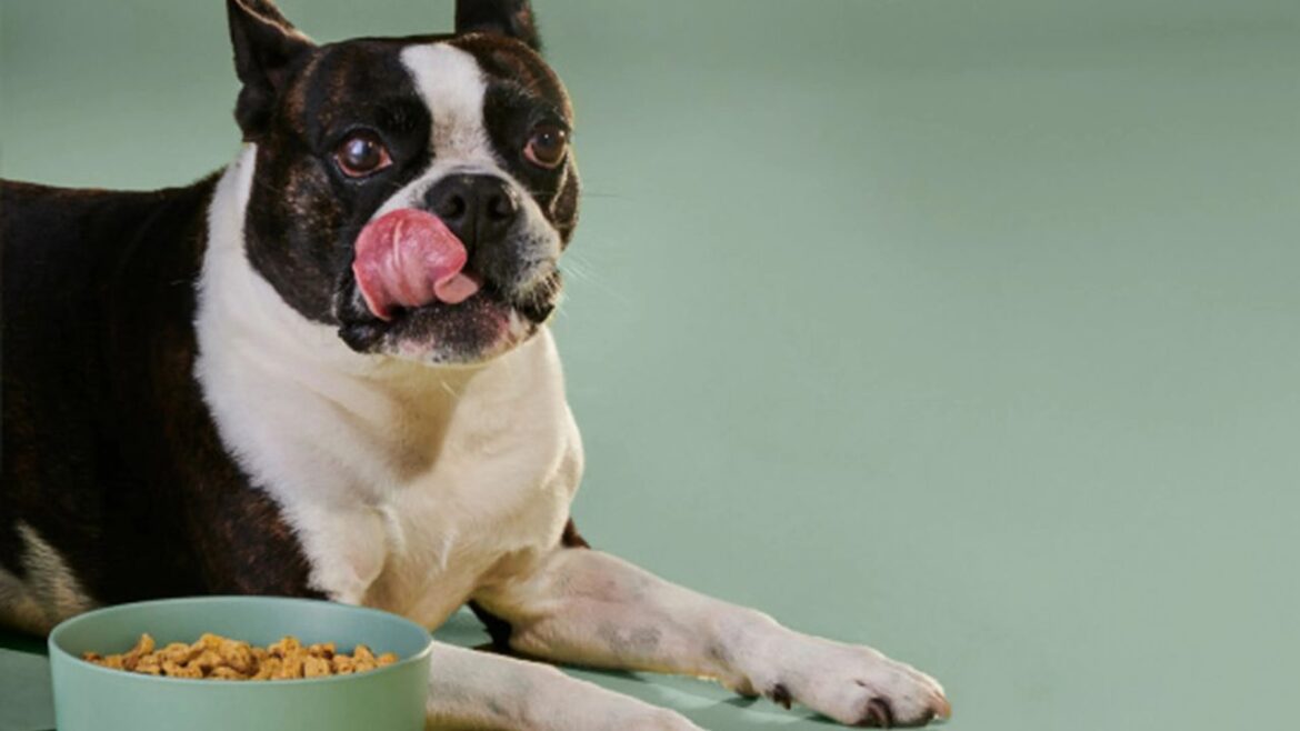 Must read before buying dog food! Big revelation in 2025 report